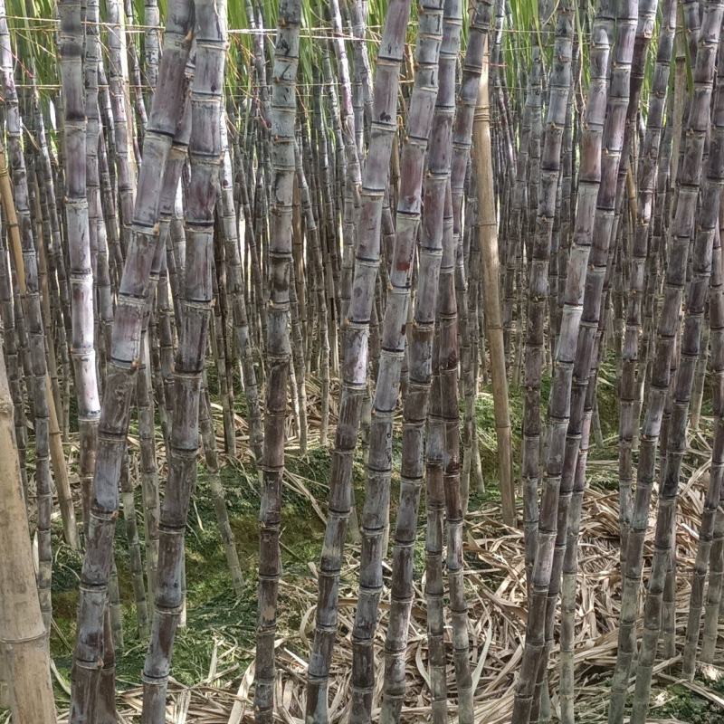 广西博白黑皮甘蔗脆甜多汁/量大从优欢迎来电咨询