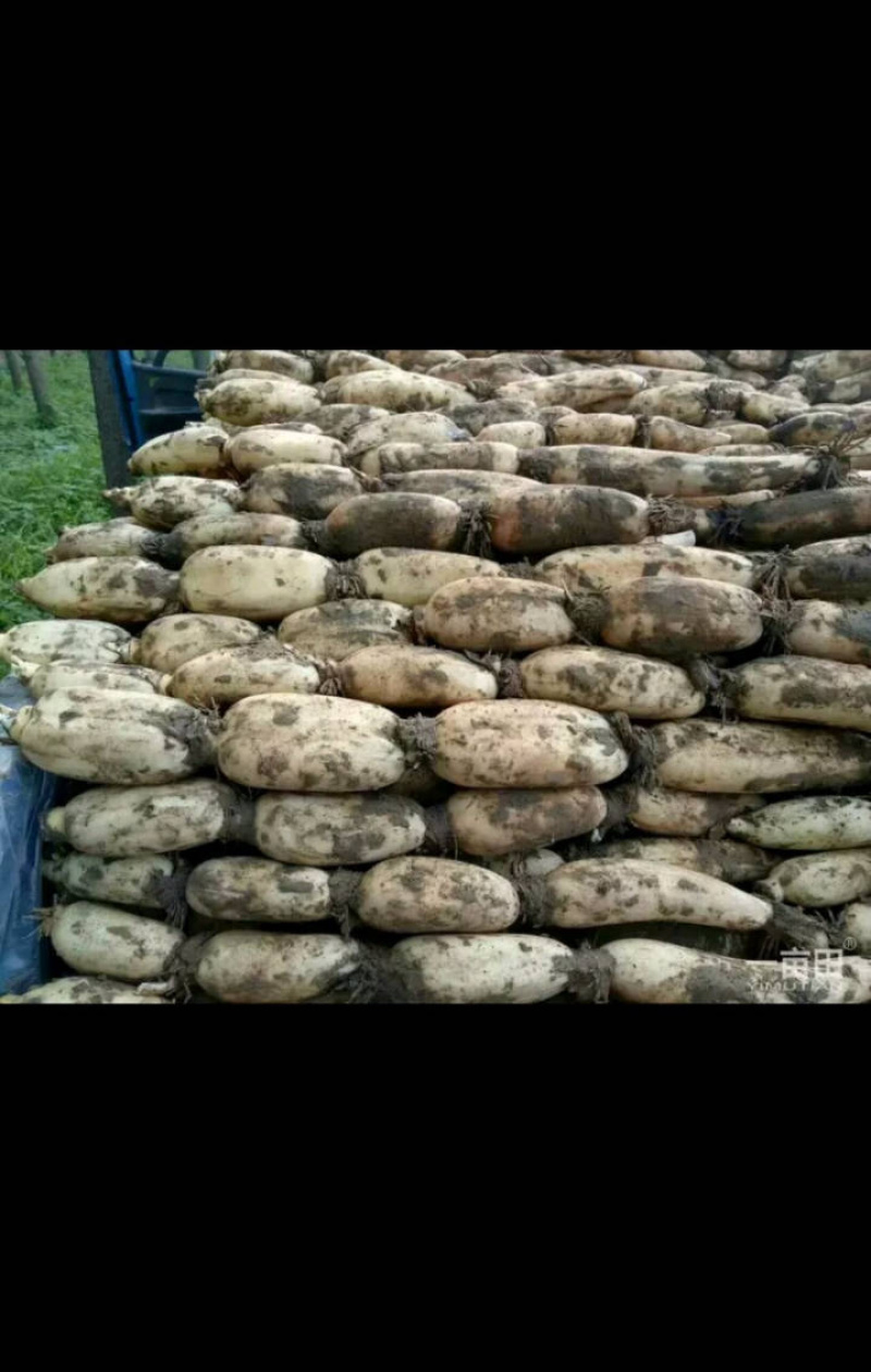 山东省菏泽市曹县万亩荷塘莲藕基地种植示范，莲藕品质优良