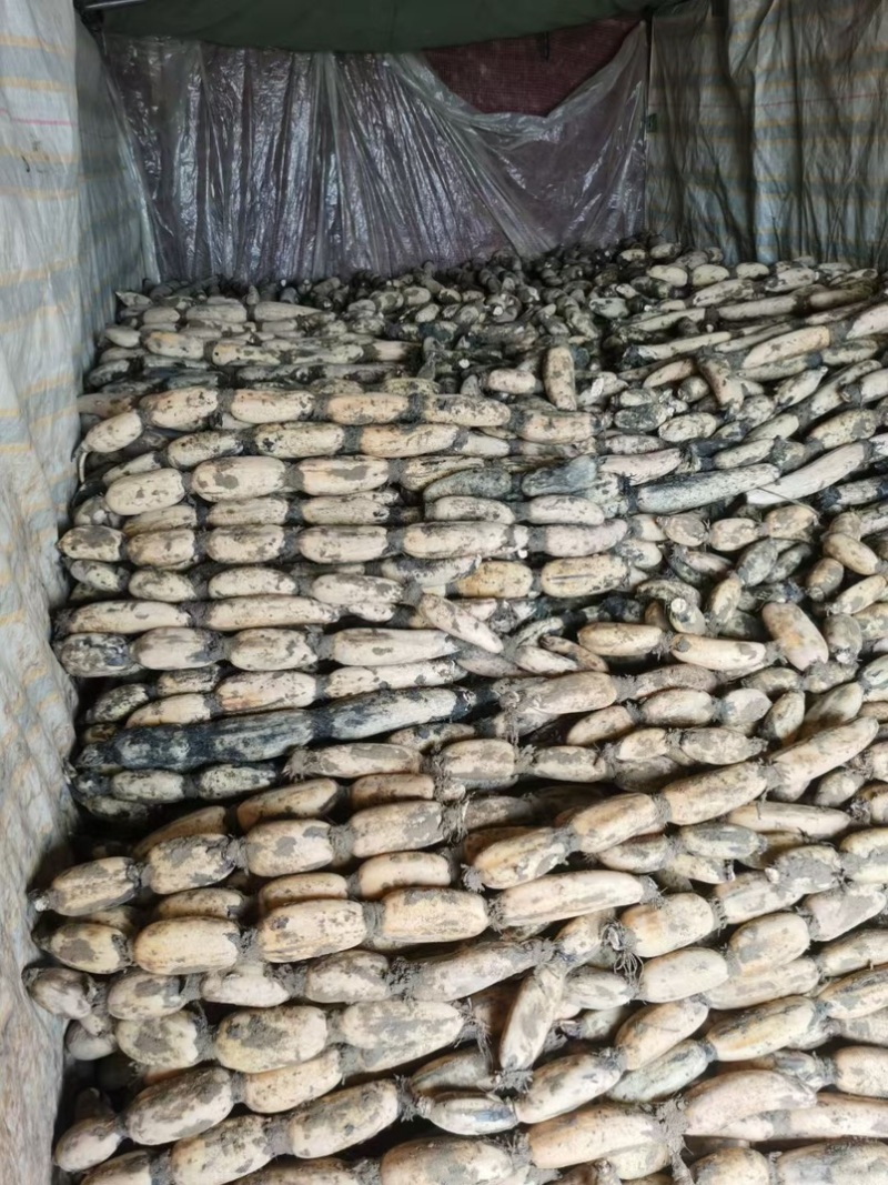 山东省菏泽市曹县万亩荷塘莲藕基地种植示范，莲藕品质优良