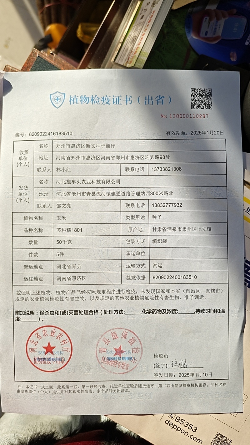 甜糯玉米种子95%包邮多种颜色品种都有国审大棒甜糯
