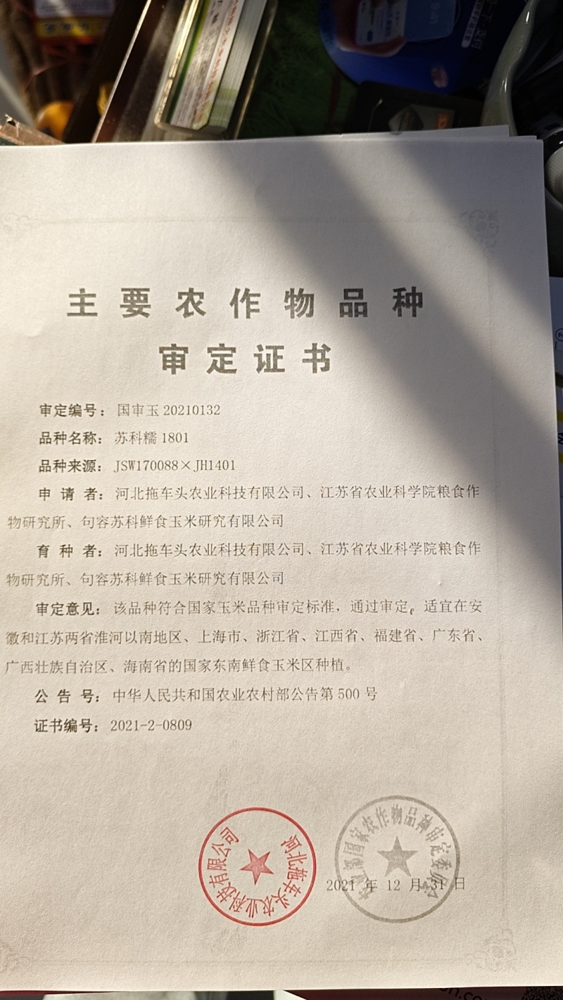 甜糯玉米种子95%包邮多种颜色品种都有国审大棒甜糯