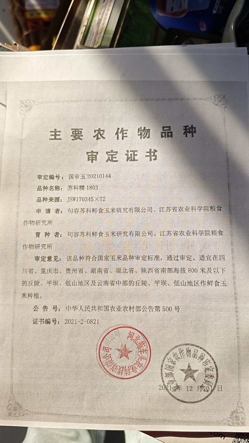 甜糯玉米种子95%包邮多种颜色品种都有国审大棒甜糯