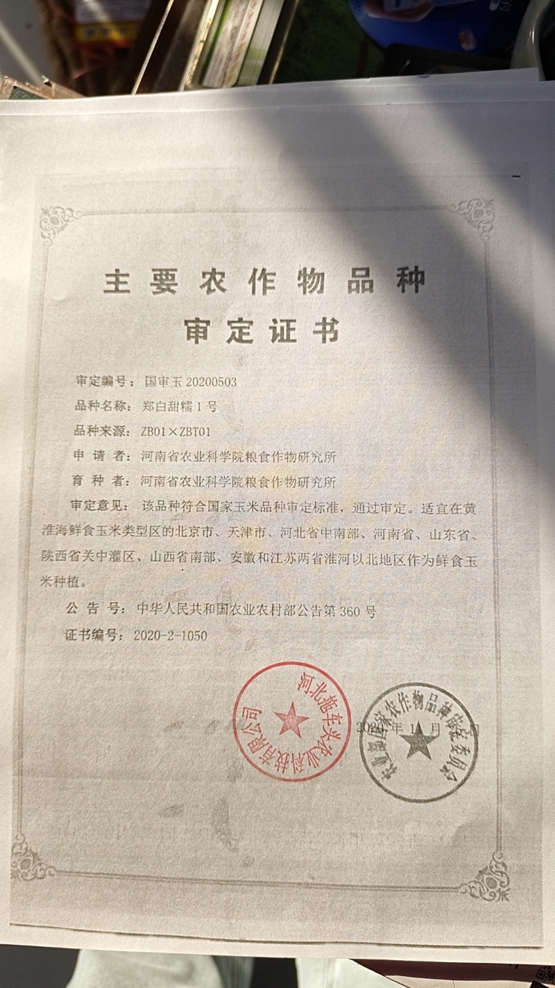 甜糯玉米种子95%包邮多种颜色品种都有国审大棒甜糯