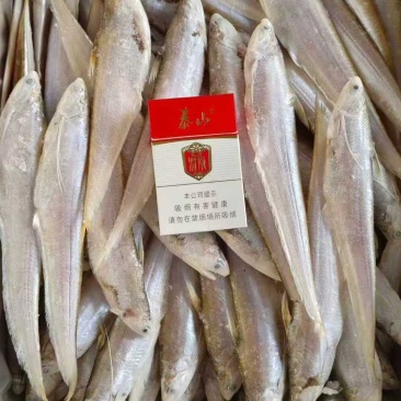 黄河刀鱼