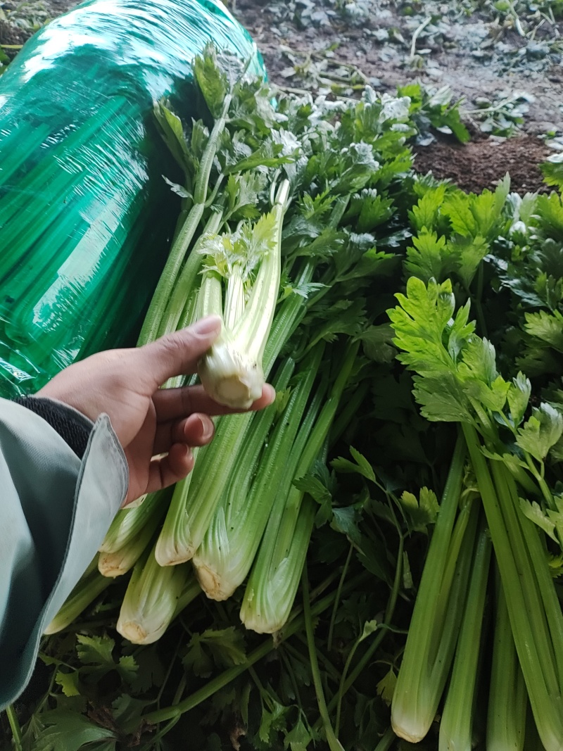 芹菜产地供应对接全国商超、电商、市场货欢迎采购