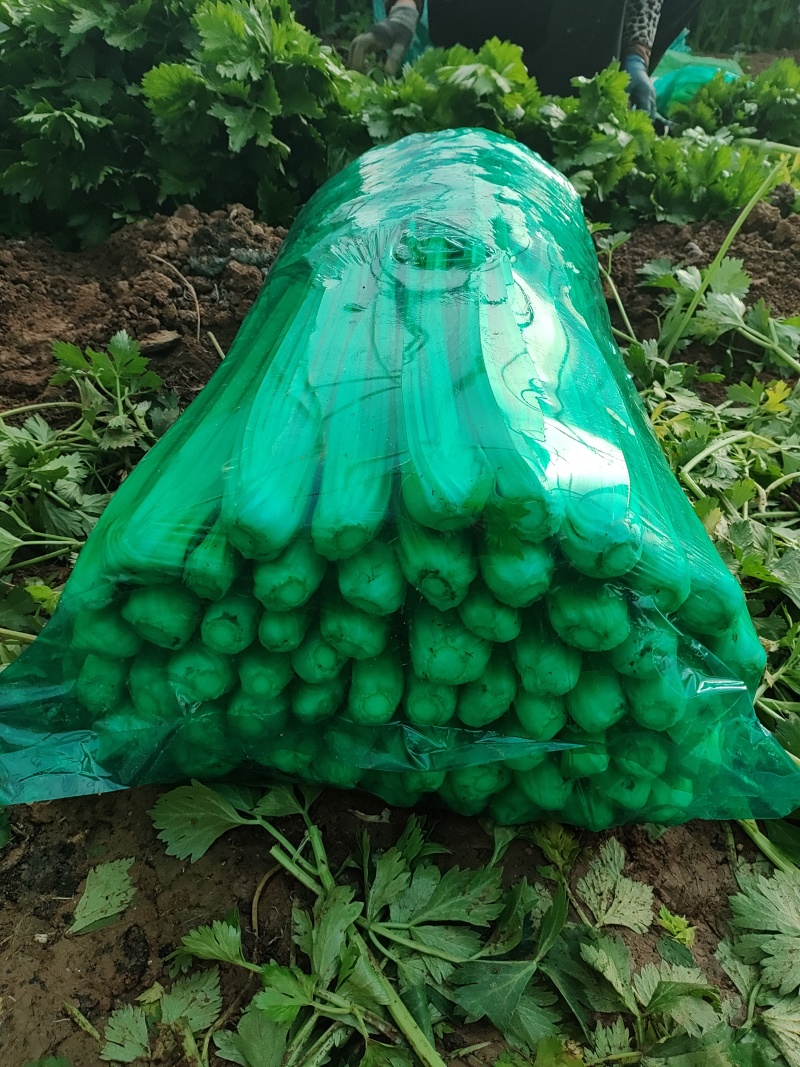 芹菜产地供应对接全国商超、电商、市场货欢迎采购
