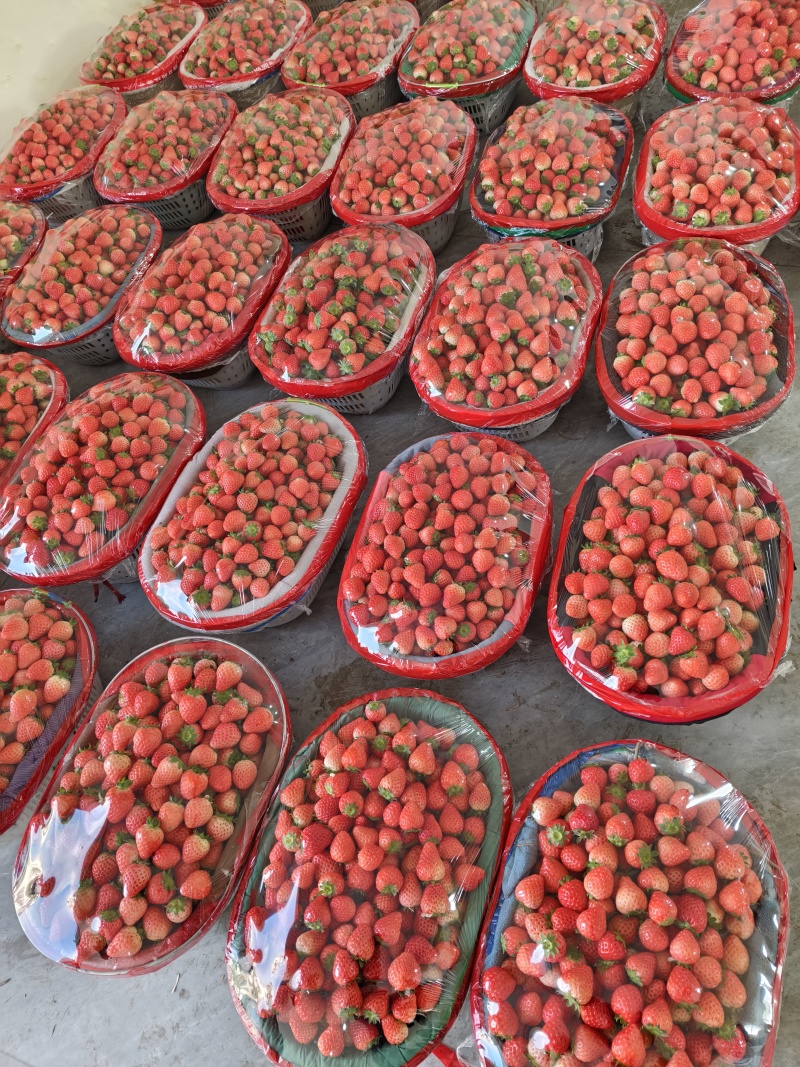 【质量好】宁玉妙香奶油草莓大量上市货源充足对接各地客商