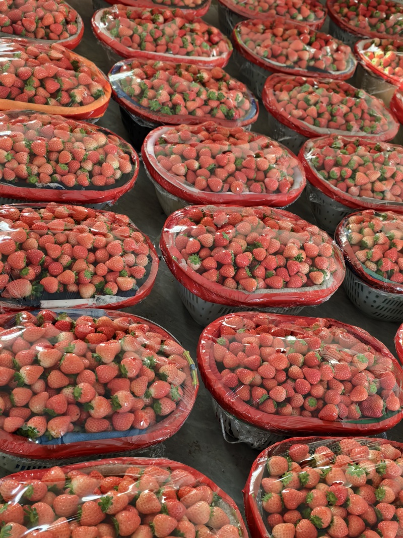 【质量好】宁玉妙香奶油草莓大量上市货源充足对接各地客商