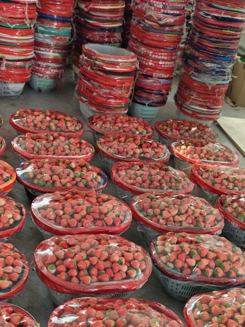 【质量好】宁玉妙香奶油草莓大量上市货源充足对接各地客商