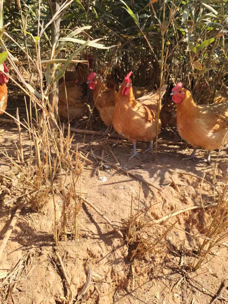 红瑶鸡公鸡母鸡高山散养鸡大量供应可视频看货欢迎来