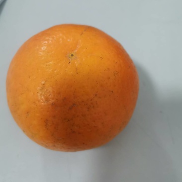 广西武鸣沃柑