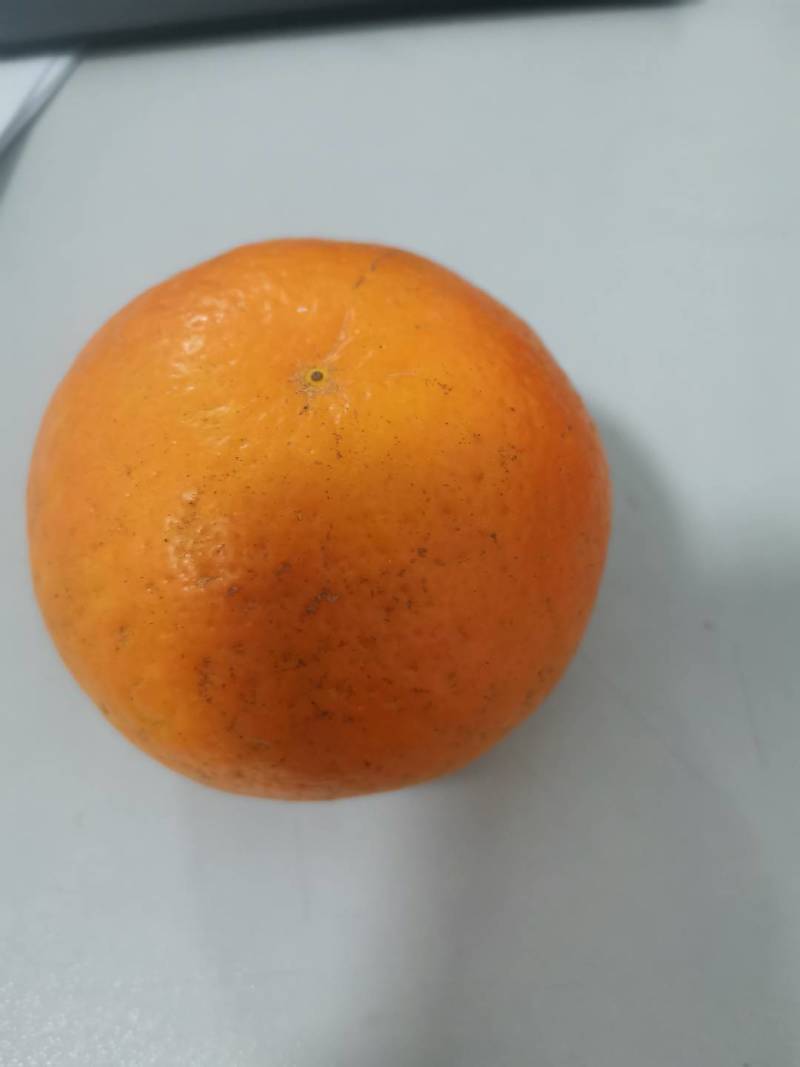 广西武鸣沃柑