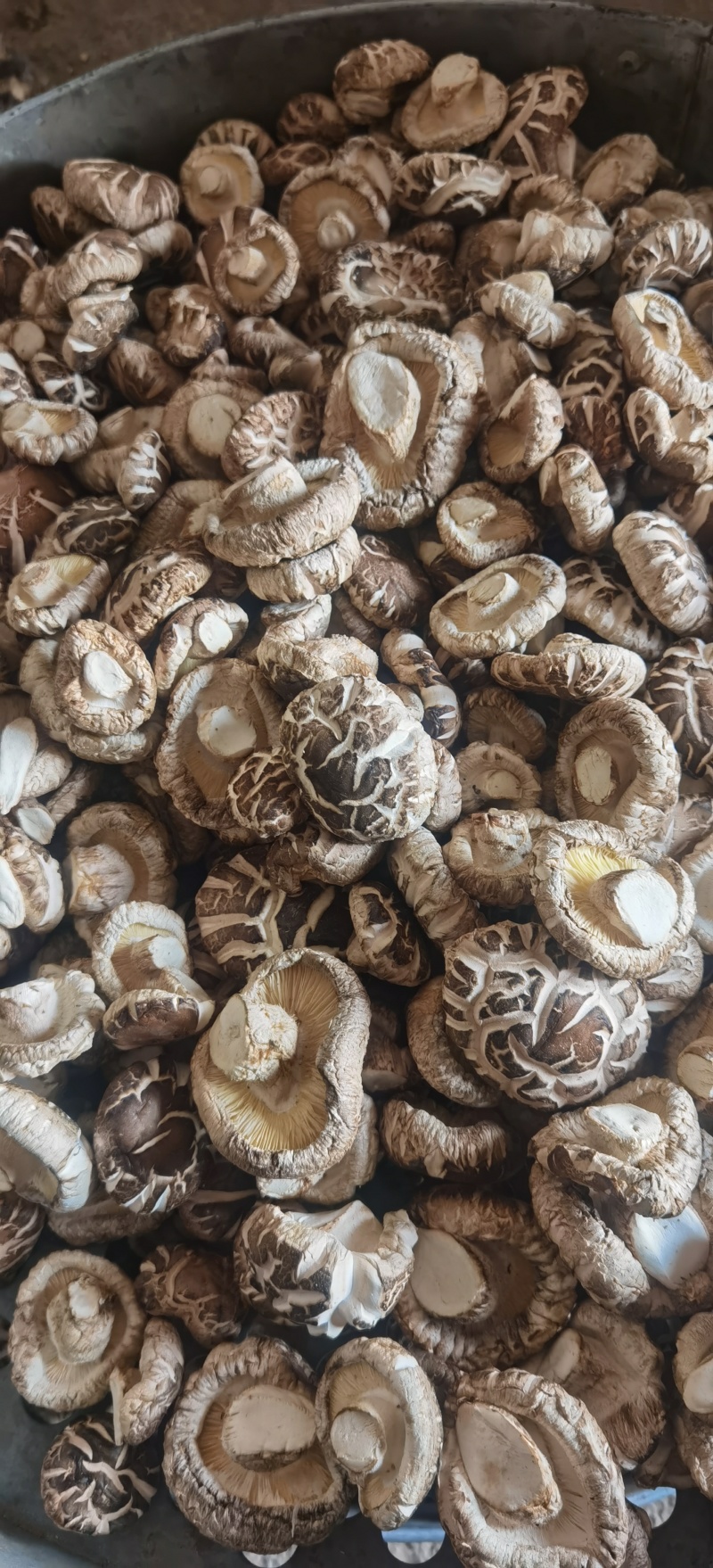 茶花菇干香菇花菇肉厚冬菇基地直销包邮