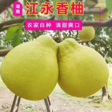正宗江永老树香柚，味道香甜可口，欢迎老板们来订购