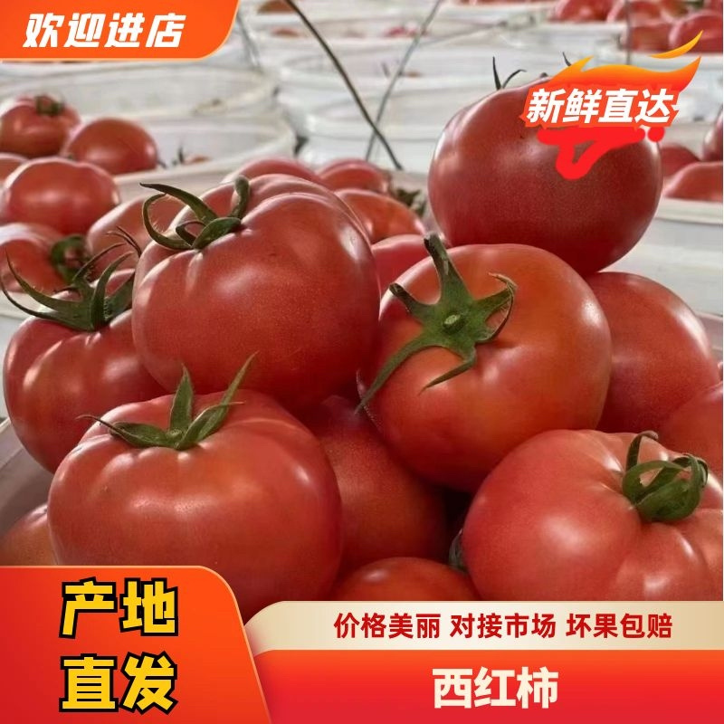 普罗旺斯精品西红柿，需要的客户可以联系，各种规格