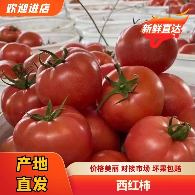 普罗旺斯精品西红柿，需要的客户可以联系，各种规格