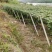瓜蒌/吊瓜棚架水泥柱、水泥杆、水泥立柱、水泥桩，厂家直销