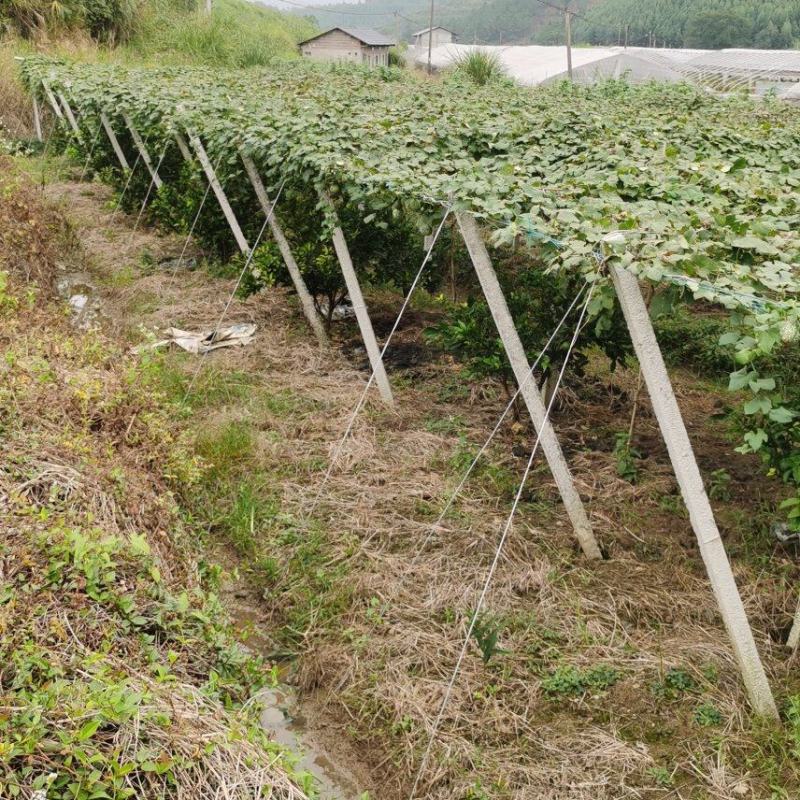 瓜蒌/吊瓜棚架水泥柱、水泥杆、水泥立柱、水泥桩，厂家直销