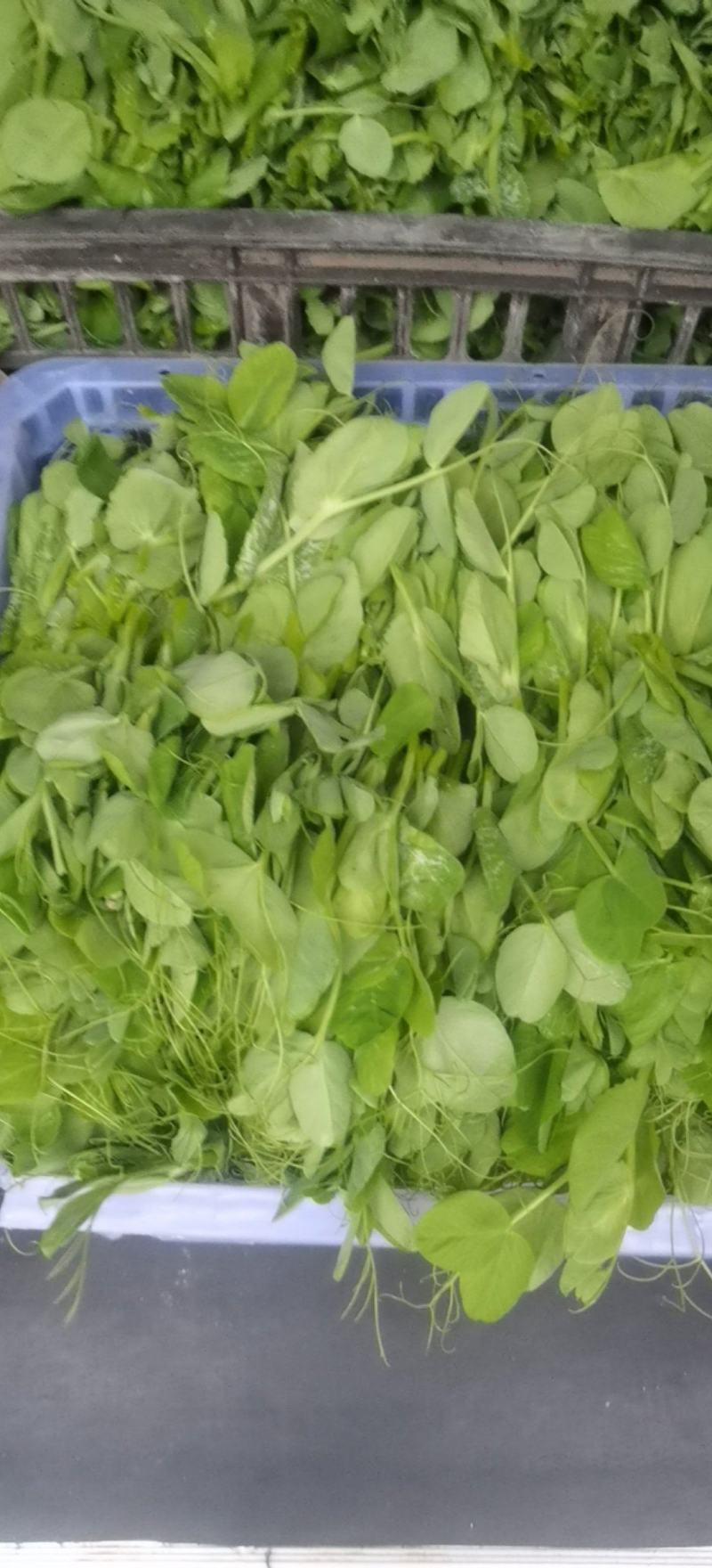 六盘水六枝，豌豆苗新鲜上市，新鲜现摘