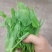六盘水六枝，豌豆苗新鲜上市，新鲜现摘
