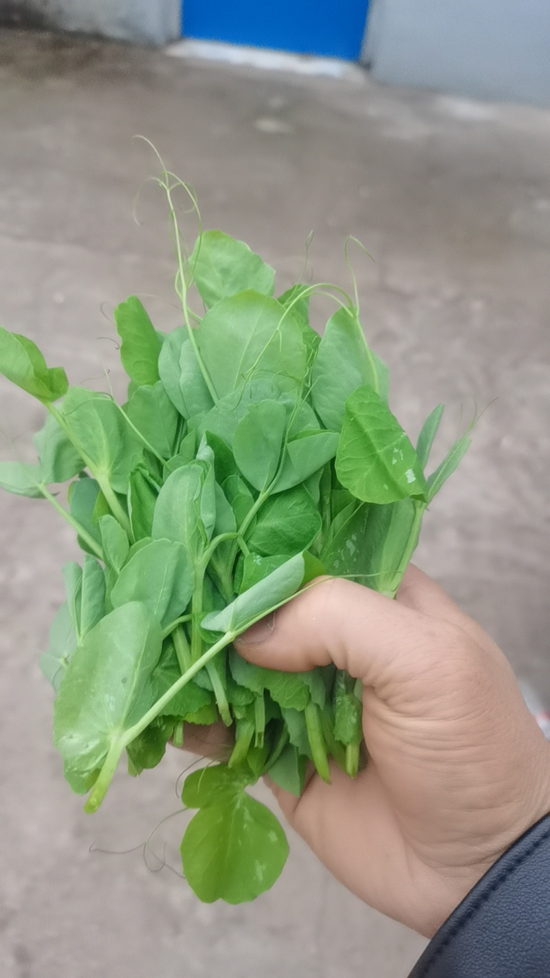 六盘水六枝，豌豆苗新鲜上市，新鲜现摘