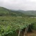 瓜蒌/吊瓜棚架水泥柱、水泥杆、水泥立柱、水泥桩，厂家直销
