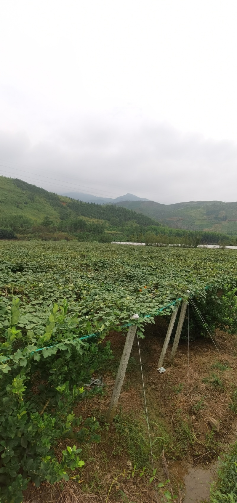 瓜蒌/吊瓜棚架水泥柱、水泥杆、水泥立柱、水泥桩，厂家直销