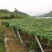 瓜蒌/吊瓜棚架水泥柱、水泥杆、水泥立柱、水泥桩，厂家直销