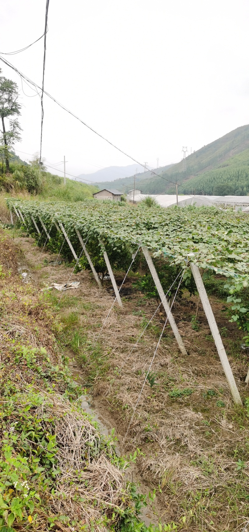 瓜蒌/吊瓜棚架水泥柱、水泥杆、水泥立柱、水泥桩，厂家直销