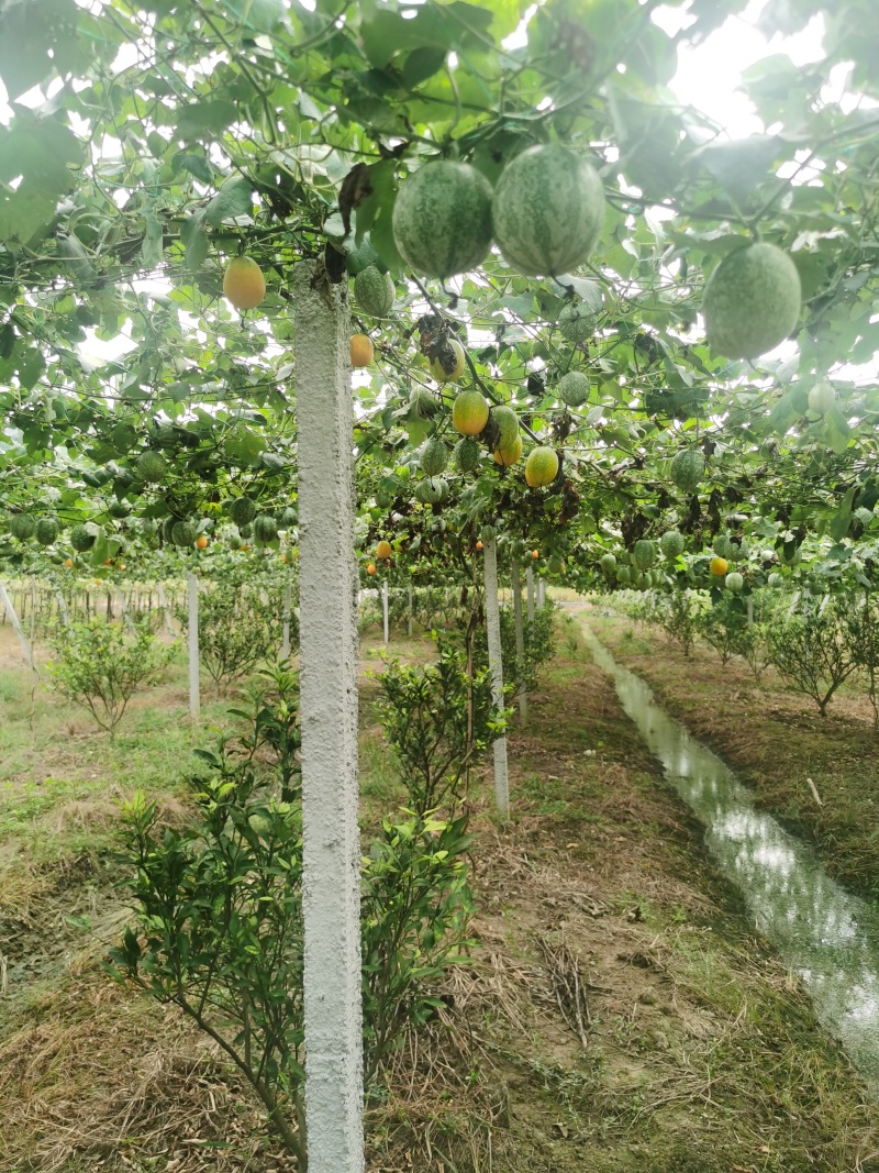 瓜蒌/吊瓜棚架水泥柱、水泥杆、水泥立柱、水泥桩，厂家直销