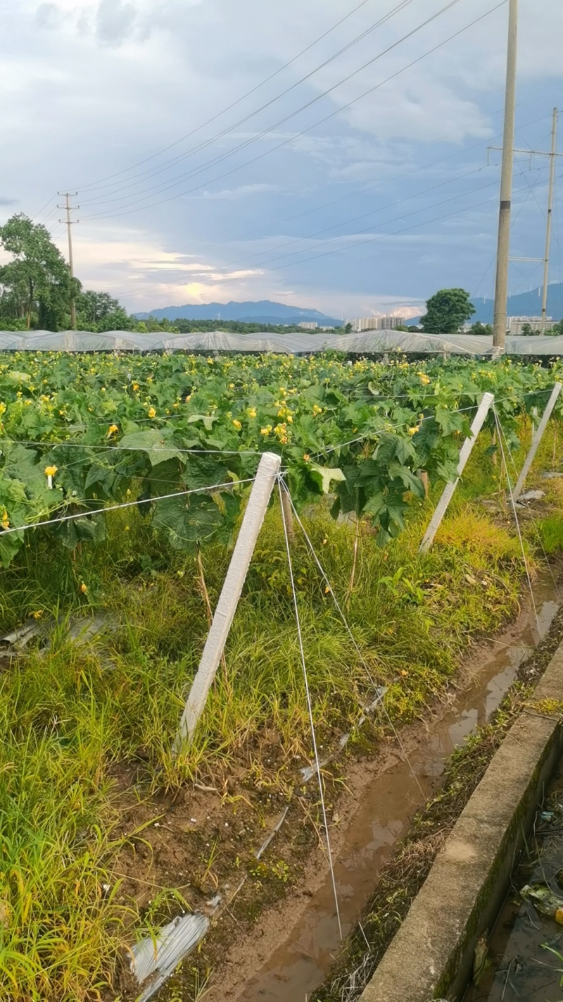 丝瓜/苦瓜棚架水泥柱、水泥立柱、水泥杆、水泥桩，厂家直销