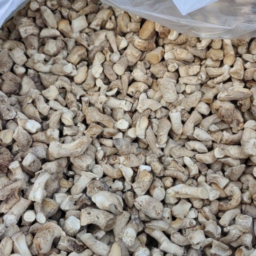 随州香菇产地直供出口级双剪干香菇脚已过筛长1.2-2cm