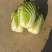 黄心大白菜