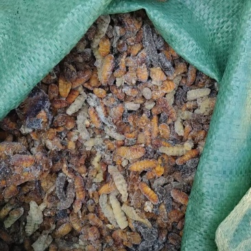 饲料级别冻蚕蛹量大从优，水产类，养殖家禽专用