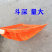 加厚多孔塑料花生铲大号神器玉米大枣漏土农用过滤筛网加