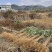 贵州六马蜂糖李一代嫁接苗产地批发包成活送技术手册