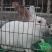 肉兔