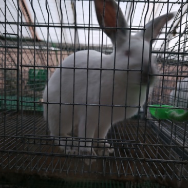 肉兔