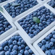莒县F6蓝莓，精品货基地直供大量有货质量保证，童叟无欺