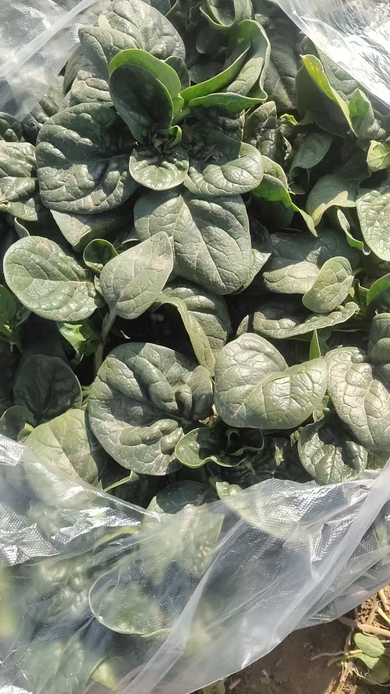淮阳产区精品趴地菠菜。一级a货。价格美丽。需要的联系。