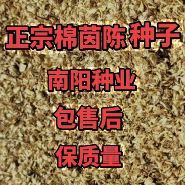 茵陈种子，白蒿种子正宗河南绵茵陈种子保证质量提供种植技术