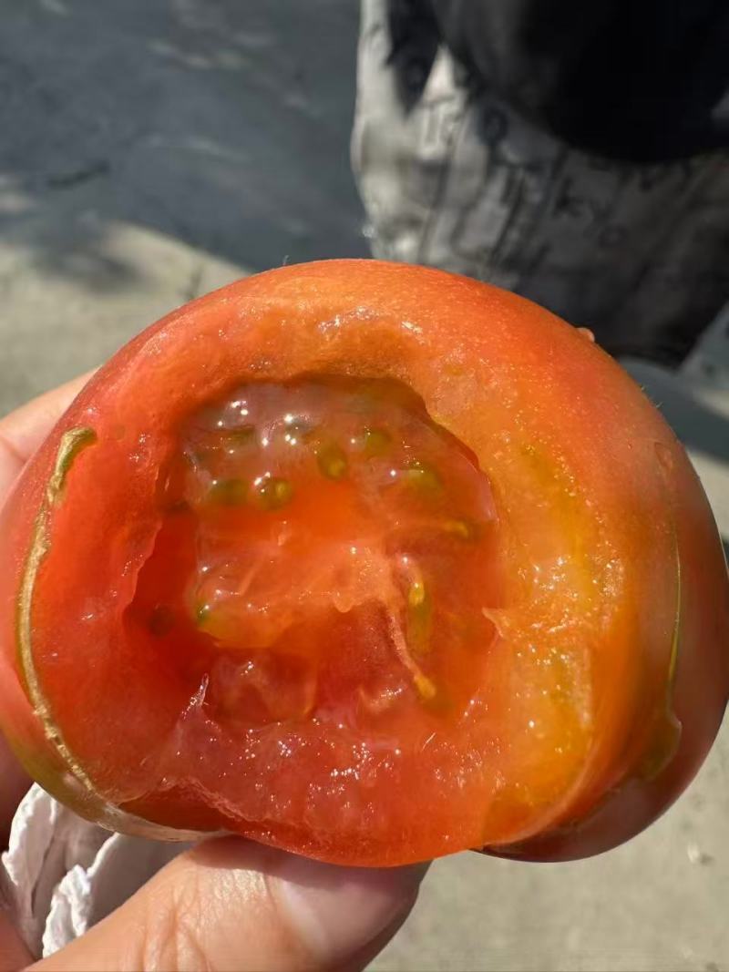 【“番饱饱”口感番茄】沙瓤爆汁，皮薄肉厚，番茄味浓！