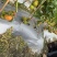 【“番饱饱”口感番茄】沙瓤爆汁，皮薄肉厚，番茄味浓！