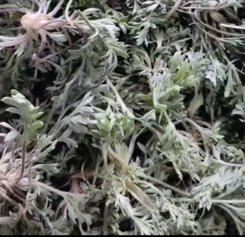鲜茵陈现挖现发保证质量低价批发零售诚信经营