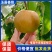 【热卖推荐】芮城玉露香梨产地直发品质保障量大从优可视频