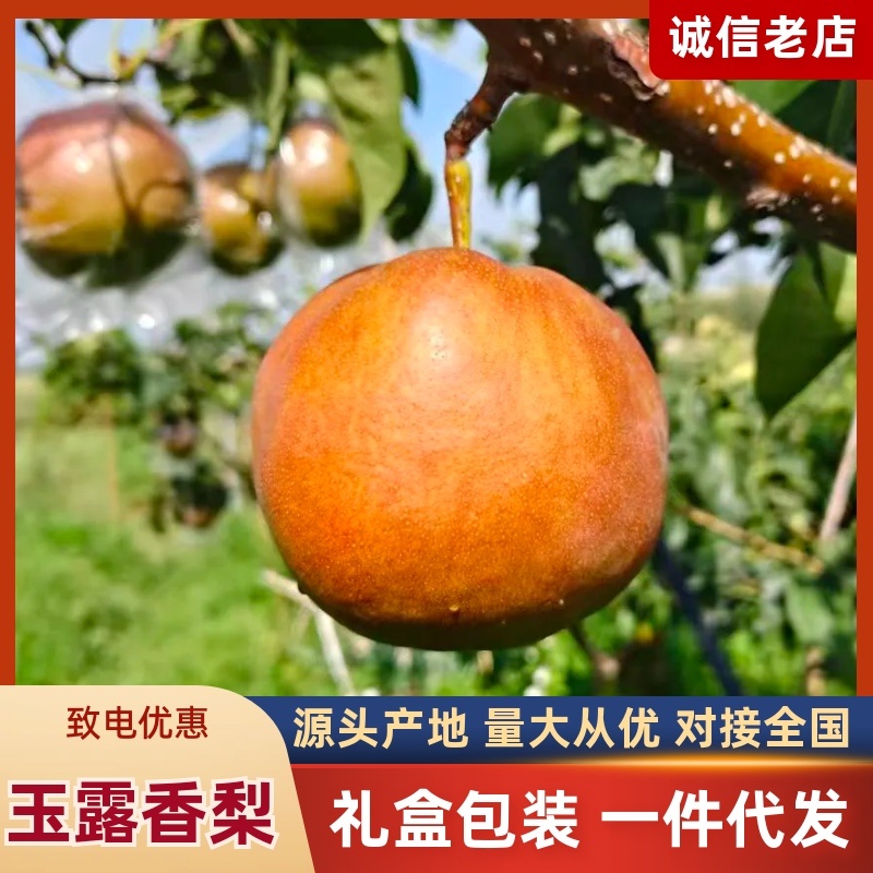 【热卖推荐】芮城玉露香梨产地直发品质保障量大从优可视频