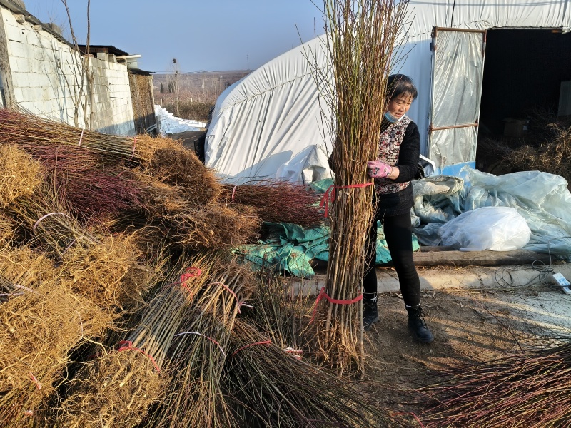 实生毛桃苗可以用来嫁接桃树李子树杏树西梅树
