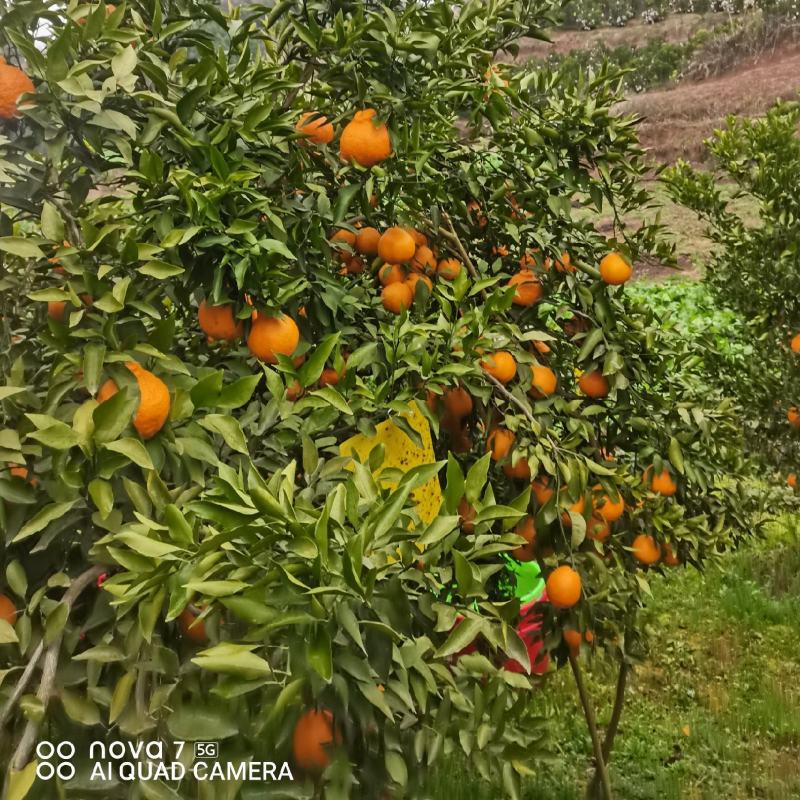 耙耙柑量大从优