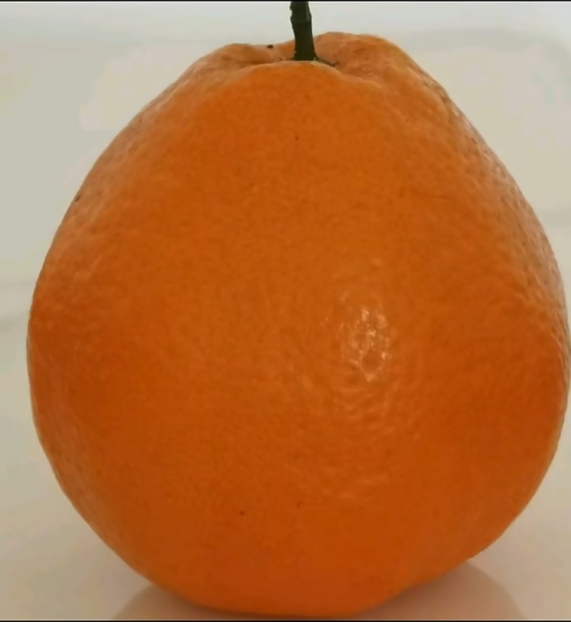 耙耙柑量大从优