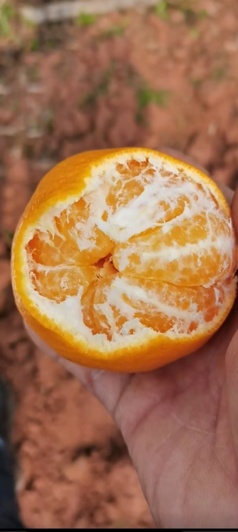 耙耙柑量大从优